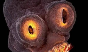 显微镜下的微生物世界：微观中的大宇宙